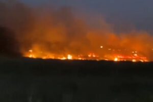 Incendio de Humedal Paicaví: Red de Humedales no descarta intencionalidad por interés inmobiliario