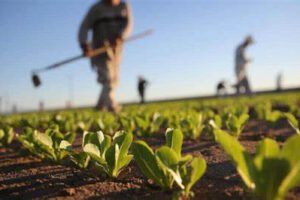 Empresarios agrícolas preocupados por normas de la convención constitucional, porque “propuestas buscan proteger a los pequeños agricultores,  en desmedro del conjunto de la agricultura nacional”