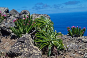 Asombrosa recuperación natural experimenta la isla Santa Clara , del archipiélago Juan Fernández,