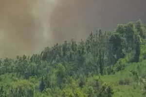 Incendios: Tan previsibles como evitables si se regula la industria forestal